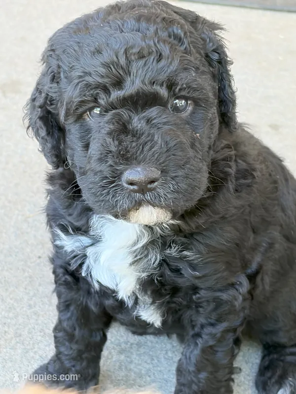 Westley – Golden Mountain Doodle puppy for sale in Washougal, WA