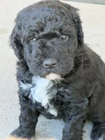 Westley, a male Golden Mountain Doodle for sale in Washougal, WA – 1 of 1