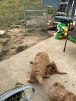 Jasper, a male Golden Mountain Doodle for sale in Washougal, WA – 9 of 10