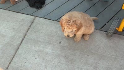 Autro, a male Golden Mountain Doodle for sale in Washougal, WA – 9 of 9