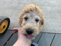 Autro, a male Golden Mountain Doodle for sale in Washougal, WA – 7 of 9