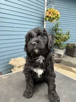 ELISE, a female Golden Mountain Doodle for sale in Washougal, WA – 3 of 8
