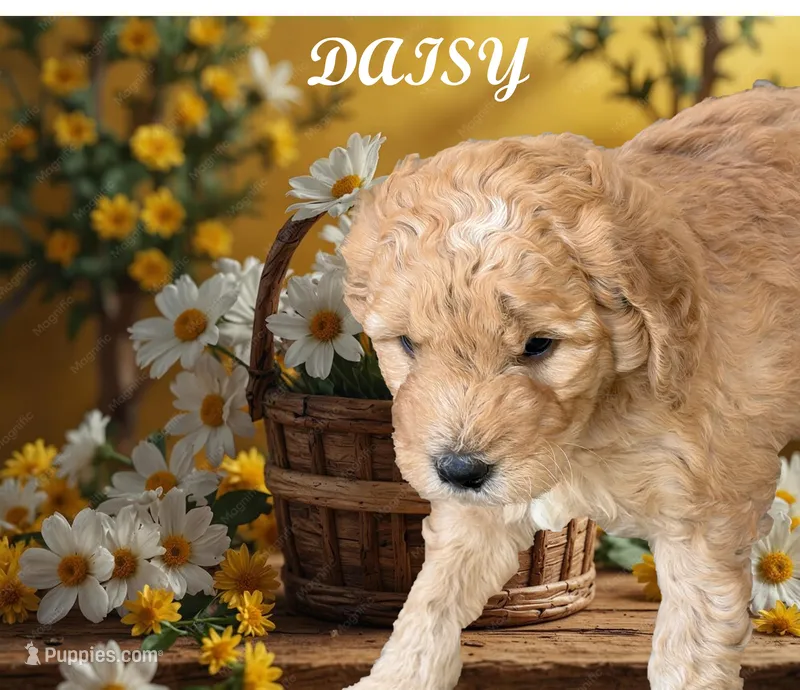 Daisy – Golden Mountain Doodle puppy for sale in Washougal, WA