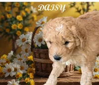 Daisy, a female Golden Mountain Doodle for sale in Washougal, WA – 1 of 1