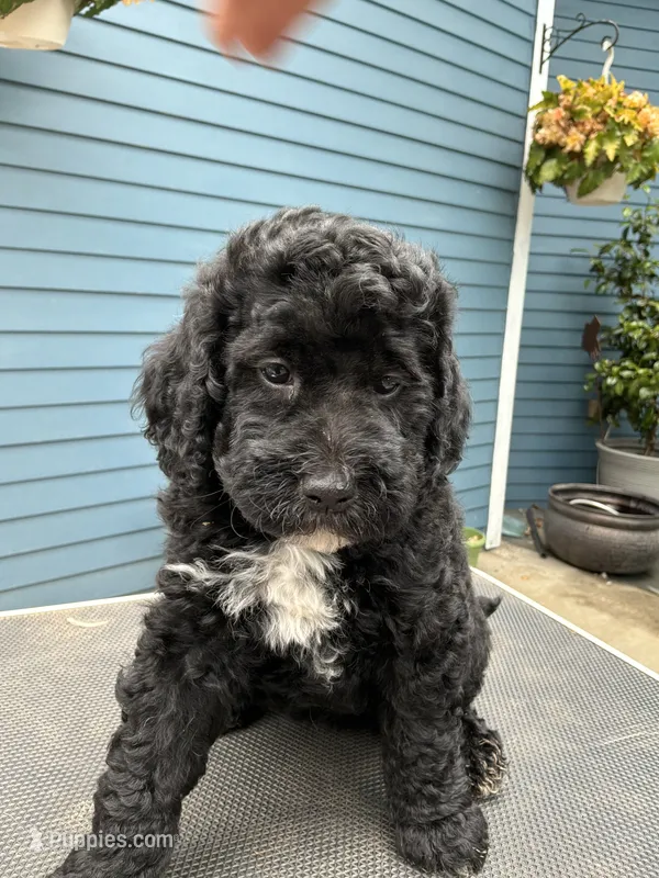 Westley – Golden Mountain Doodle puppy for sale in Washougal, WA
