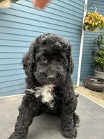 Westley, a male Golden Mountain Doodle for sale in Washougal, WA – 2 of 9