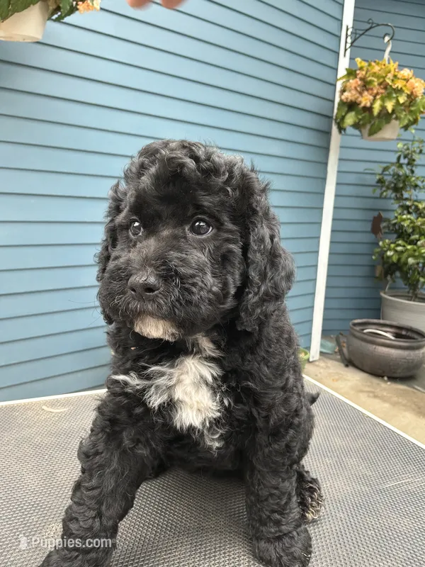 Westley – Golden Mountain Doodle puppy for sale in Washougal, WA