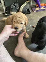 Jasper, a male Golden Mountain Doodle for sale in Washougal, WA – 6 of 10