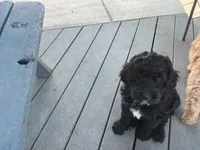 Westley, a male Golden Mountain Doodle for sale in Washougal, WA – 8 of 9