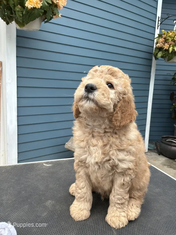 Daisy – Golden Mountain Doodle puppy for sale in Washougal, WA
