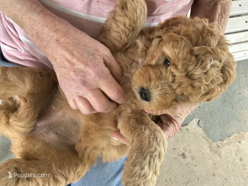 Autro – Golden Mountain Doodle puppy for sale in Washougal, WA