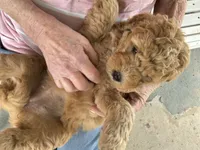 Jasper, a male Golden Mountain Doodle for sale in Washougal, WA – 10 of 10