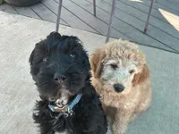 Westley, a male Golden Mountain Doodle for sale in Washougal, WA – 9 of 9