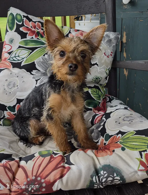 Lilly, a female Yorkshire Terrier for sale in Landisburg, PA – 1 of 10