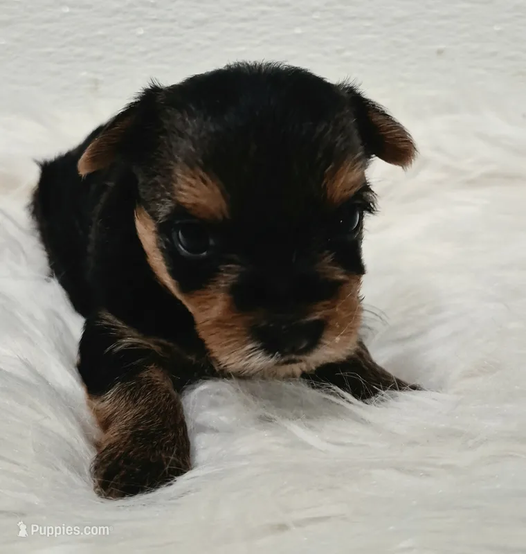  Mia – Yorkshire Terrier puppy for sale in Landisburg, PA