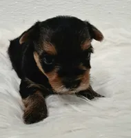  Mia, a female Yorkshire Terrier for sale in Landisburg, PA – 1 of 3