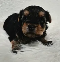Ella  , a female Yorkshire Terrier for sale in Landisburg, PA – 4 of 4