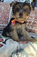 Chloe , a female Yorkshire Terrier for sale in Landisburg, PA – 3 of 5