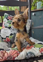 Lilly, a female Yorkshire Terrier for sale in Landisburg, PA – 5 of 10
