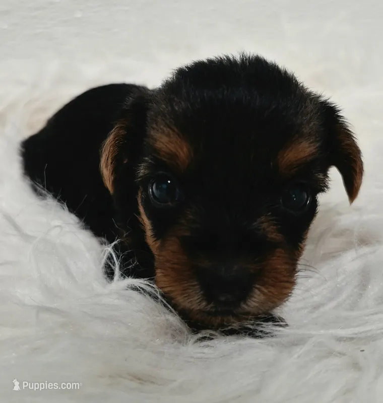 Milo – Yorkshire Terrier puppy for sale in Landisburg, PA