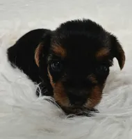Milo, a male Yorkshire Terrier for sale in Landisburg, PA – 1 of 5