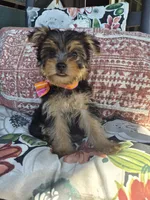 Chloe , a female Yorkshire Terrier for sale in Landisburg, PA – 5 of 5