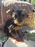 Milo, a male Yorkshire Terrier for sale in Landisburg, PA – 2 of 4
