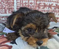  Mia, a female Yorkshire Terrier for sale in Landisburg, PA – 3 of 3
