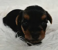 Milo, a male Yorkshire Terrier for sale in Landisburg, PA – 2 of 5