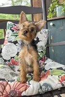 Lilly, a female Yorkshire Terrier for sale in Landisburg, PA – 9 of 10