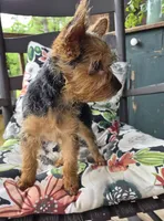 Lilly, a female Yorkshire Terrier for sale in Landisburg, PA – 10 of 10