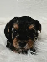 Ella  , a female Yorkshire Terrier for sale in Landisburg, PA – 3 of 4