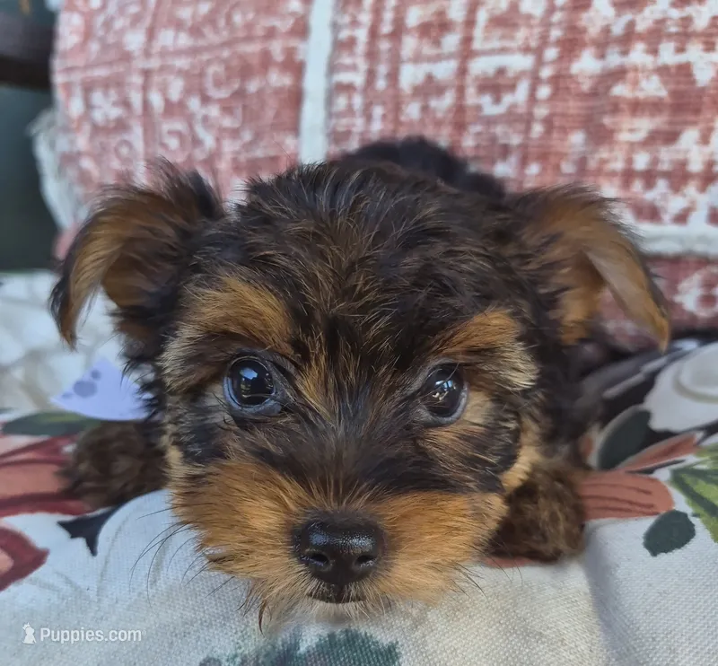  Mia – Yorkshire Terrier puppy for sale in Landisburg, PA