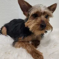 Junebug, a male Yorkshire Terrier for sale in Landisburg, PA – Photo 2 of 4