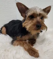 Junebug, a male Yorkshire Terrier for sale in Landisburg, PA – Photo 2 of 4