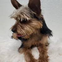 Junebug, a male Yorkshire Terrier for sale in Landisburg, PA – Photo 1 of 4