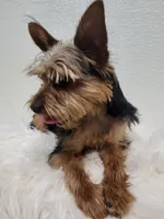 Junebug, a male Yorkshire Terrier for sale in Landisburg, PA – Photo 1 of 4