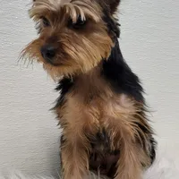 Junebug, a male Yorkshire Terrier for sale in Landisburg, PA – Photo 3 of 4