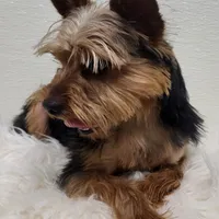 Junebug, a male Yorkshire Terrier for sale in Landisburg, PA – Photo 4 of 4