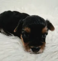 Chloe , a female Yorkshire Terrier for sale in Landisburg, PA – 4 of 4