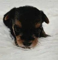  Mia, a female Yorkshire Terrier for sale in Landisburg, PA – 2 of 3