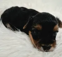 Chloe , a female Yorkshire Terrier for sale in Landisburg, PA – 2 of 4