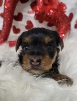 Lilly, a female Yorkshire Terrier for sale in Landisburg, PA – Photo 2 of 2