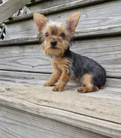 Poppy, a female Yorkshire Terrier for sale in Landisburg, PA – 4 of 5