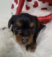 Lilly, a female Yorkshire Terrier for sale in Landisburg, PA – Photo 1 of 2