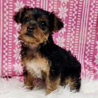 Lilly, a female Yorkshire Terrier for sale in Landisburg, PA – Photo 2 of 3