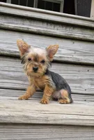 Poppy, a female Yorkshire Terrier for sale in Landisburg, PA – 2 of 5