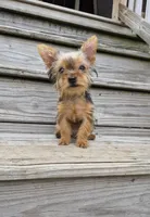 Poppy, a female Yorkshire Terrier for sale in Landisburg, PA – 5 of 5