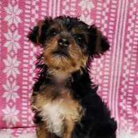 Lilly, a female Yorkshire Terrier for sale in Landisburg, PA – Photo 1 of 3