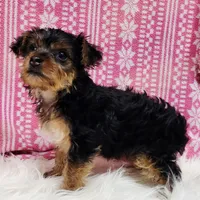 Lilly, a female Yorkshire Terrier for sale in Landisburg, PA – Photo 3 of 3